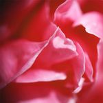 GLADE GEL JASMINE_L