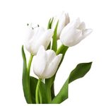 image-55bc7ff5ba1a4ce49a55f97cc93a710f
