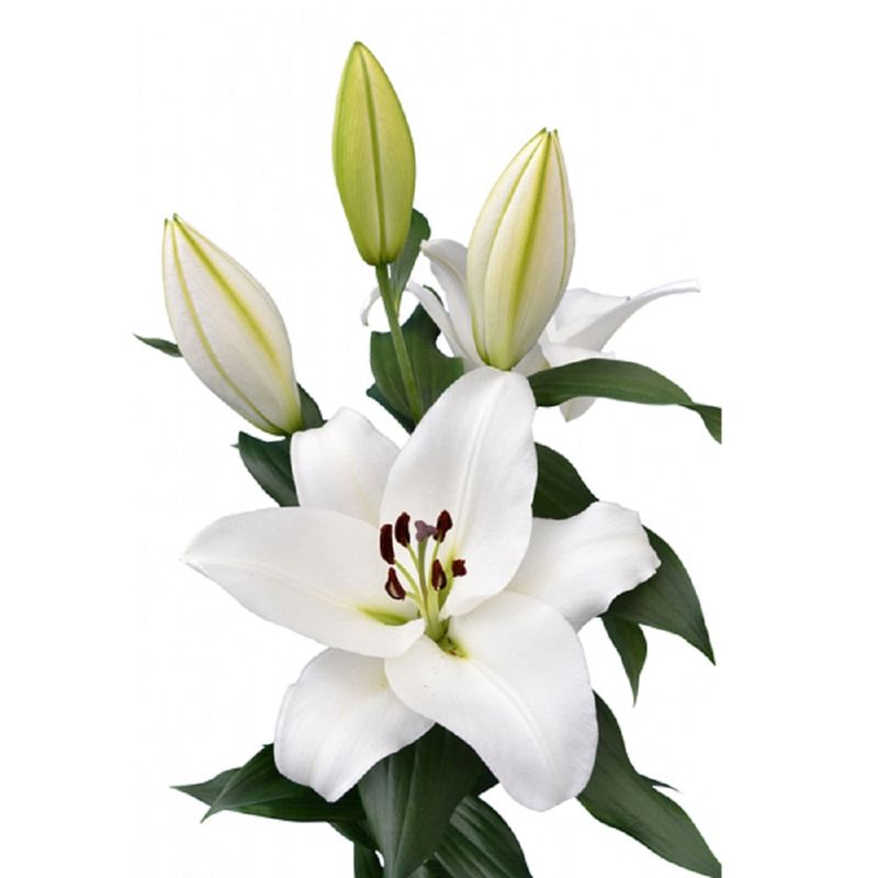 Paquete Lirios Blancos