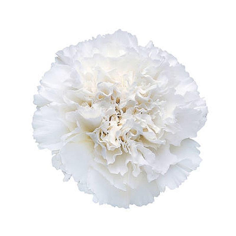 Paquete Claveles Blancos